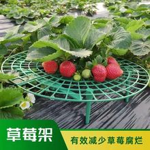 跨境草莓托盘支架种植盆栽水果绿植拼接防烂倒伏叶烂果园艺支撑架