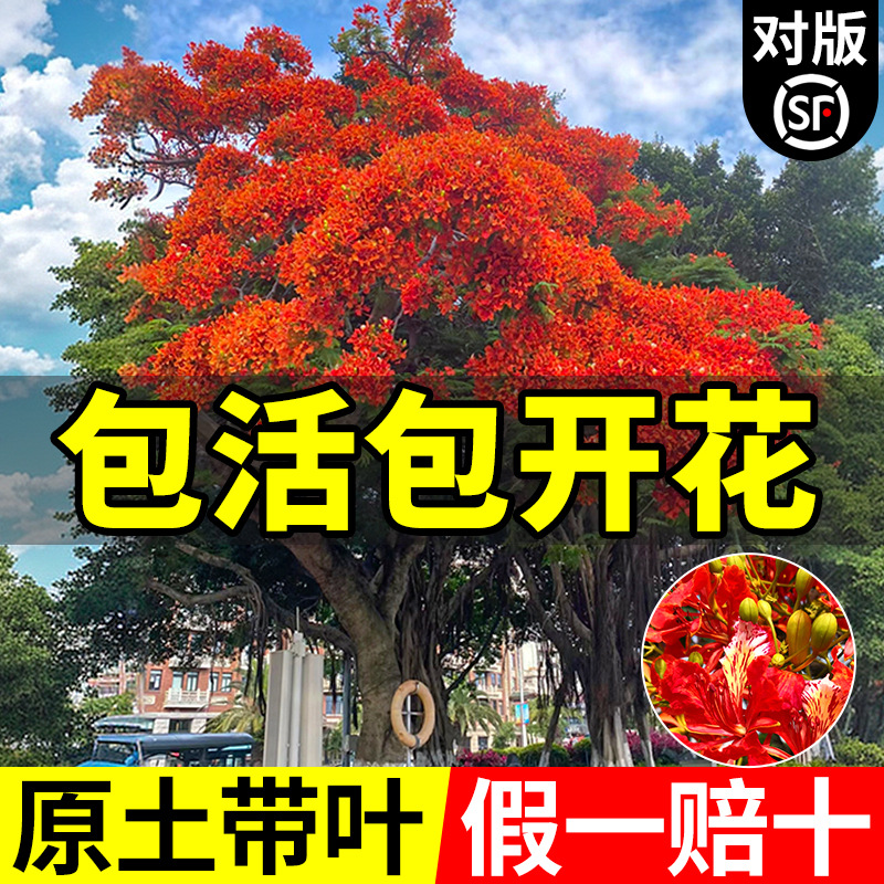 凤凰木树苗红花楹大树盆栽庭院名贵花树绿化植物院子风景树不落叶