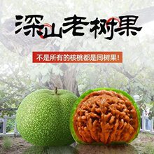 青皮文玩核桃赌青皮精品配对狮子头麒麟纹官帽虎头蛤蟆头大果批发