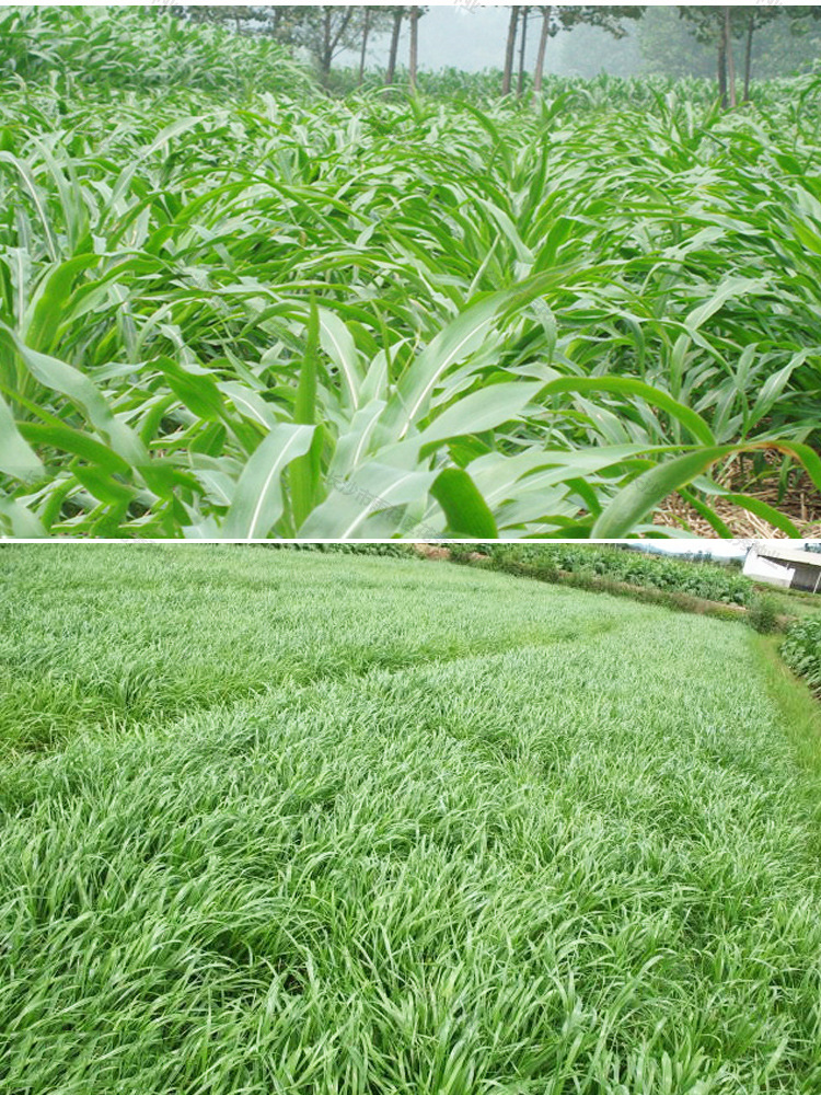 高产量墨西哥玉米草优12阔叶猪羊牛鱼养殖饲料草南方牧草玉米种子