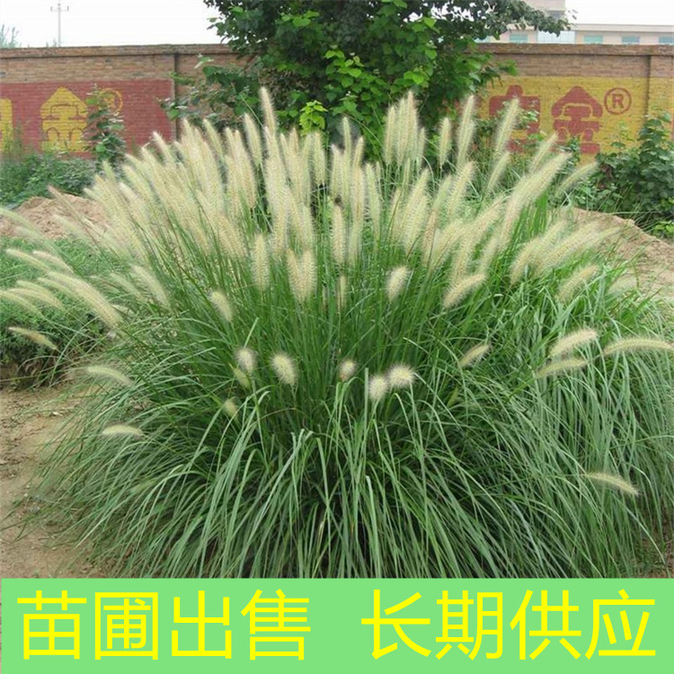 基地出售东方狼尾草 耐寒耐旱公园小区配植苗园林景区绿化工程苗