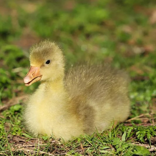 一斤脱温狮头鹅活苗特大纯种灰狮子头正宗成年鹅苗小鹅苗活体