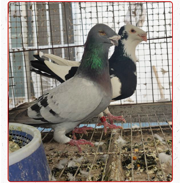 美河马鸽 黄杠马头鸽子 瓦灰蛇头鸽子 白马头 观赏鸽种鸽