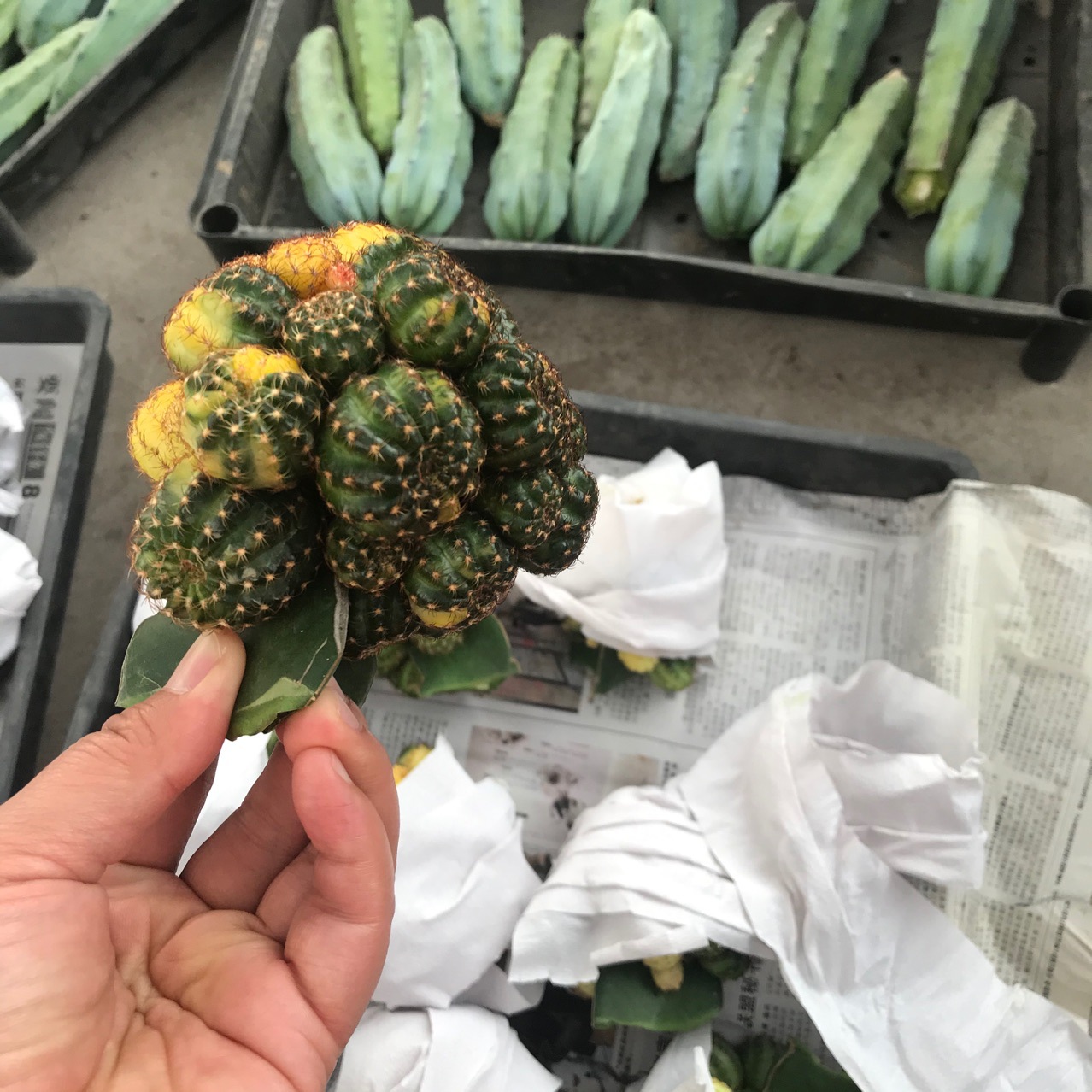 办公桌盆栽条纹带盆栽好绿植现砍仙人球黄仙玉锦,无根仙人球