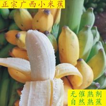 广西新鲜水果香蕉小米蕉现发新鲜现采特级见详情绿色食品支持北京