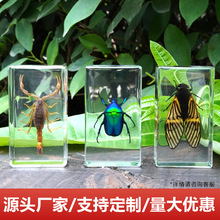 昆虫标本天然琥珀动植物甲虫蝴蝶标本树脂胶罕见原虫真虫展示教学