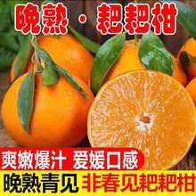 四川青见耙耙柑丑橘粑粑柑耙耙柑应季新鲜水果粑粑柑非不知火春见