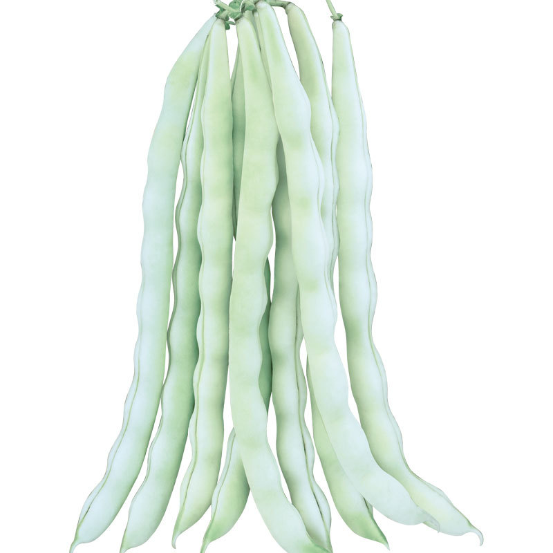 九粒白架芸豆种子白色四季豆种籽早熟豆角种子50克原厂批发白棒豆