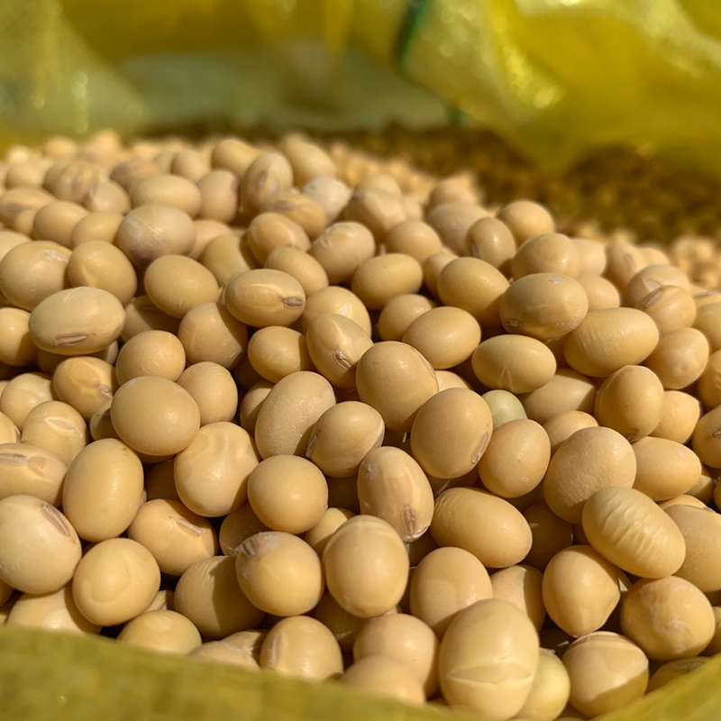 2023新粮农家自种非老品种土黄豆打豆浆椭圆大粒笨黄豆新豆-阿里巴巴