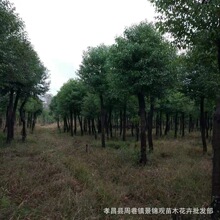 湖北绿化苗木香樟树 河南香樟湖南香樟精品香樟树规格齐全