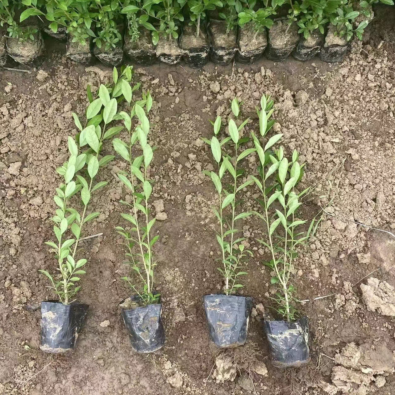 出售 水腊营养杯苗 水蜡容器苗 多枝条规格全  金叶水蜡容器苗