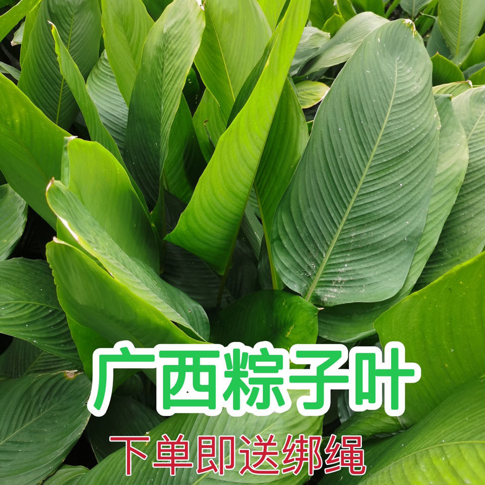广西大粽叶新鲜大叶家用过年端午节包粽子叶批发冬叶柊叶特大