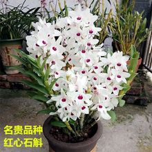 超香 红心石斛 夏秋带花苞好养兰花苗室内绿植花卉