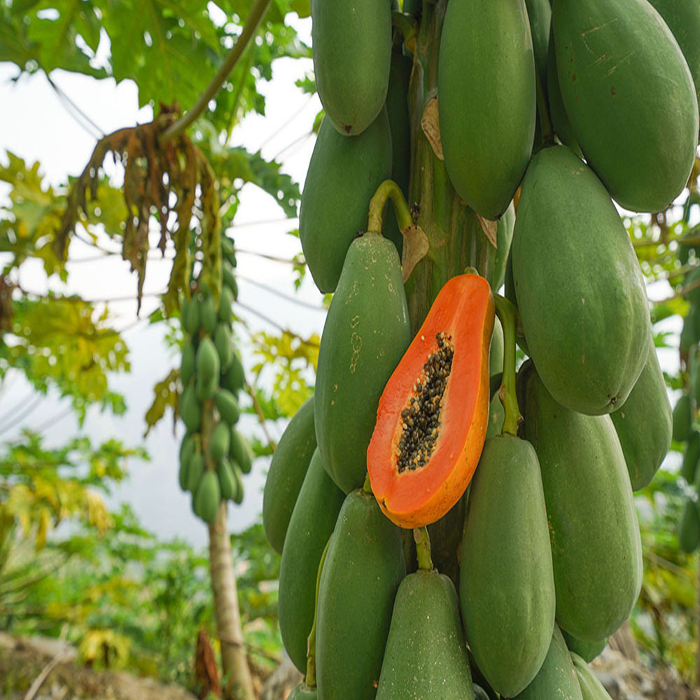 云南大陆3月红冰糖心木瓜树上自然熟新鲜现摘现发8斤包邮-阿里巴巴