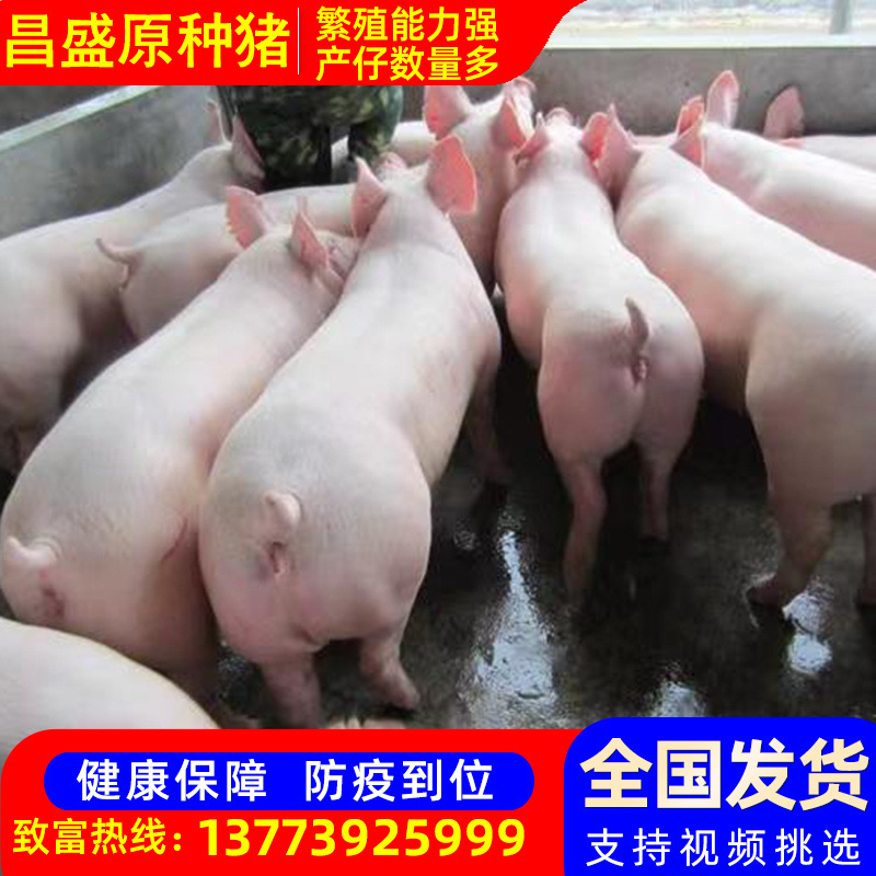 新美系二元种猪原种代孕母猪大约克 长太母猪二元母猪 仔猪批发