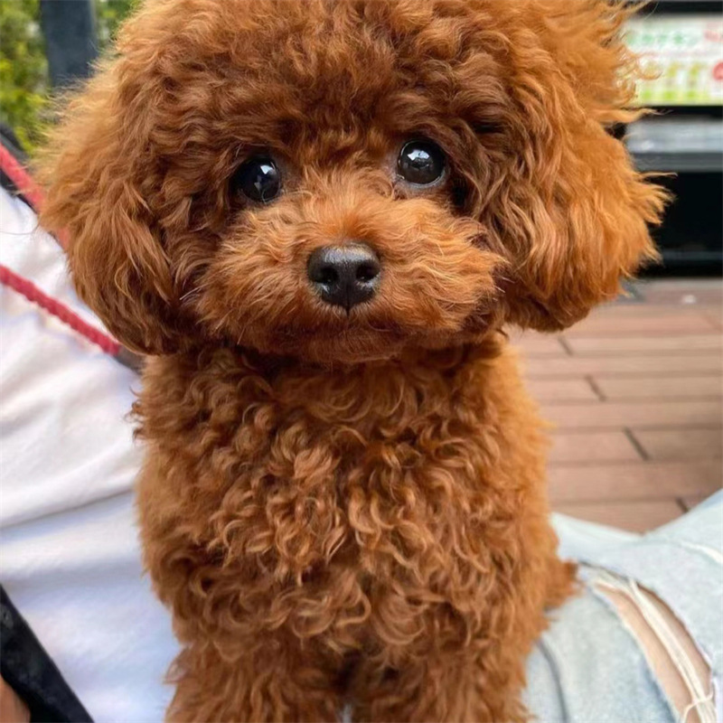 自家繁殖泰迪小狗幼犬 纯种棕色泰迪犬 黑色灰色泰迪犬家养宠物犬