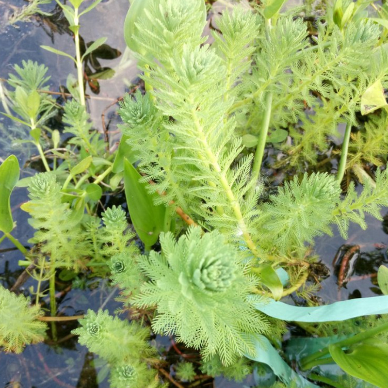 沉水水生多年生植物花卉