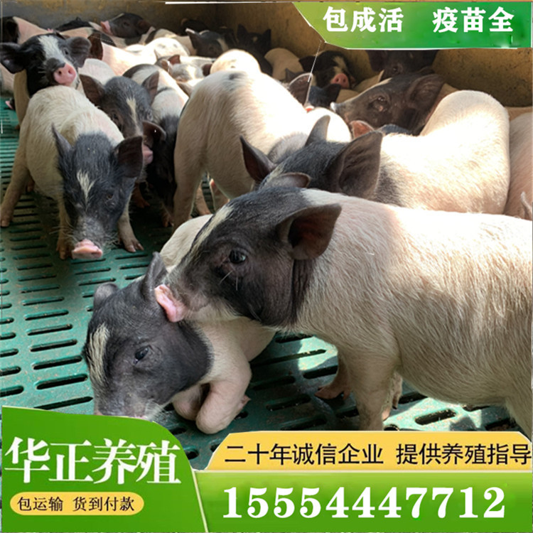 建宁县养殖场网红宠物猪 泰国迷你小香猪网红猪撸猪仔游乐园宠物