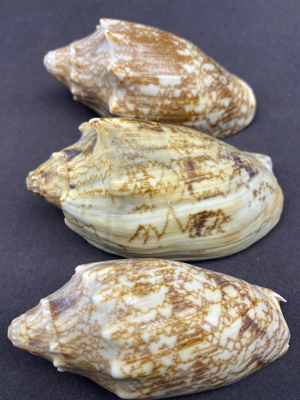 工厂直销 7-8厘米花纹漂亮帝王螺 鱼缸水族装饰 天然海螺贝壳批发