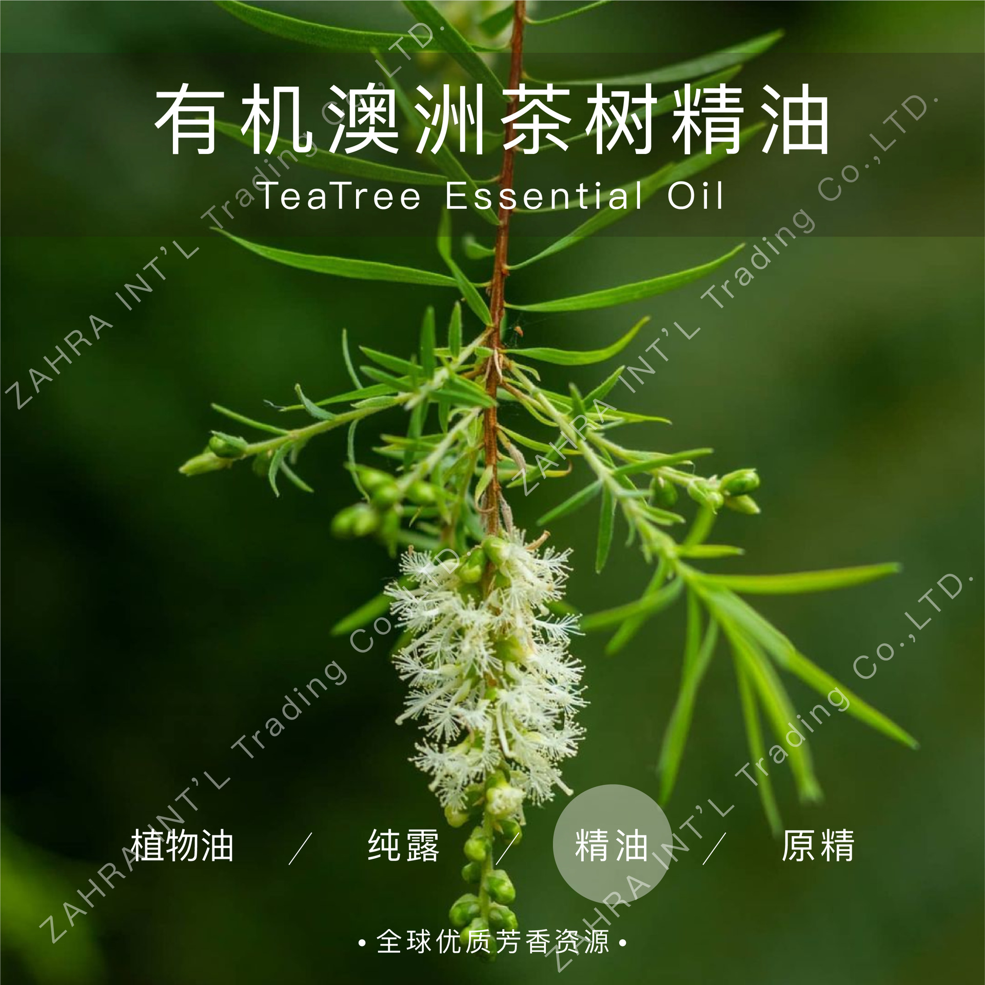 0成交0瓶相似澳洲茶树精油tea tree 纸皮树, 互叶白千层单方精油10ml