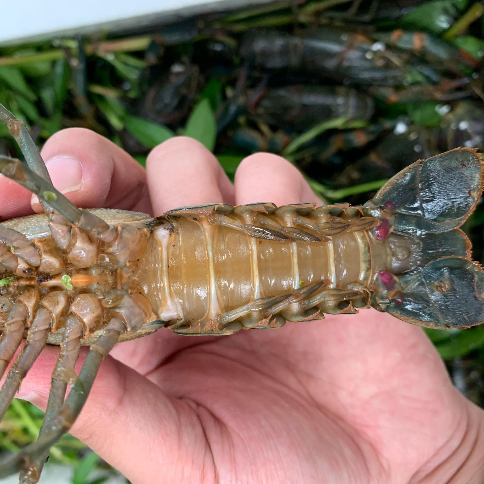 澳洲淡水小龙虾养殖基地直供 鲜活澳龙蓝龙红螯螯虾各种规格批发