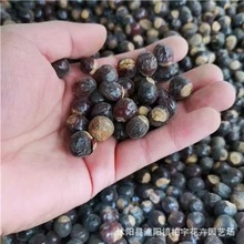 桂圆种子 龙眼种子 林木种籽 四季多年生观果种孑 桂圆水果种子