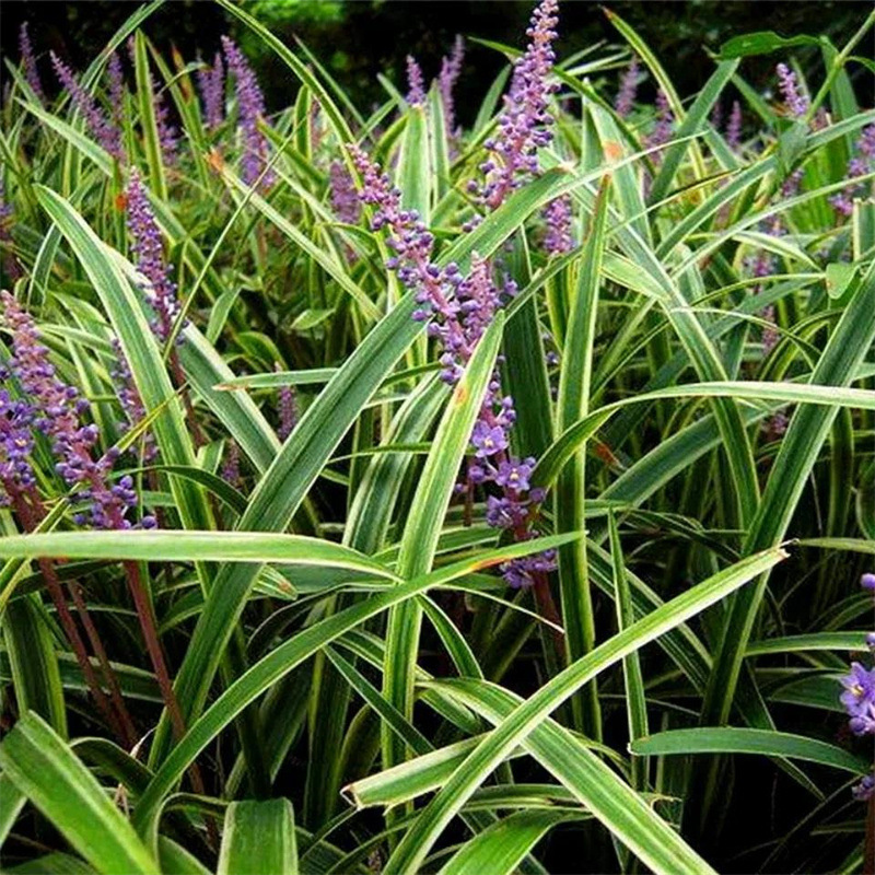 麦冬草种子沿阶草玉龙草种子大叶小叶矮麦冬草籽绿化草坪植物种子