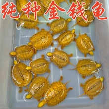 招财乌龟活物正宗金钱龟小乌龟苗黄金龟罕见宠物名贵石金钱龟认主