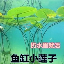 鱼缸莲子迷你碗莲造景水种子盆栽懒人新手造景四季水培水植物