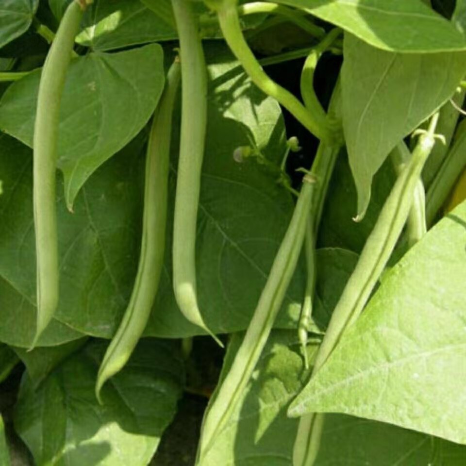 矮生四季豆种孑农田菜园鲜绿豆芸豆不搭架无架四季地豆种籽春季