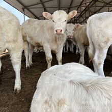 河南夏洛莱牛牛犊夏洛莱肉牛夏洛莱小牛犊夏洛莱牛养殖场