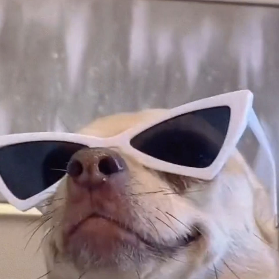 宠物眼镜中大型犬狗狗墨镜太阳眼镜拍照网红搞笑个性可爱宠物饰品