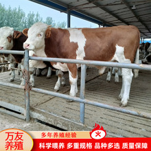 西门塔尔牛养殖场肉牛价格 肉牛养殖效益 西门塔尔牛养殖赚钱吗