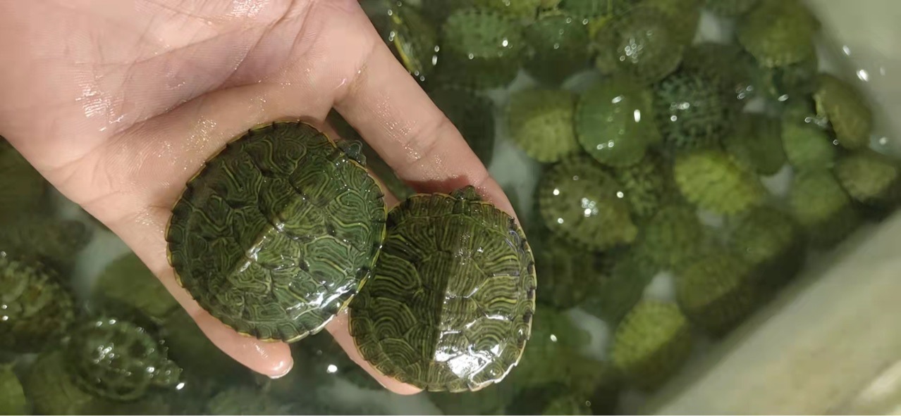 批发大小巴西龟活体巴西苗观赏龟宠物批发乌龟活体红耳巴西龟量大