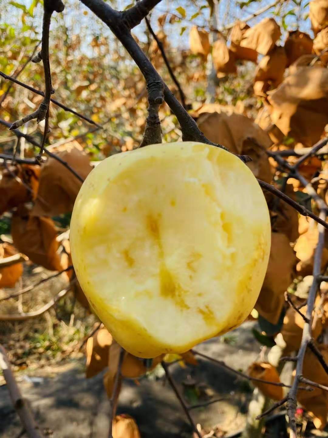 山东烟台黄金维纳斯金果5斤黄苹果一件代发