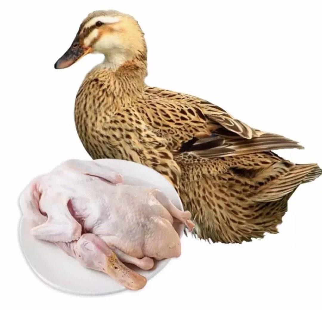 【土鸭板鸭】-土鸭板鸭厂家,品牌,图片,热帖-阿里巴巴