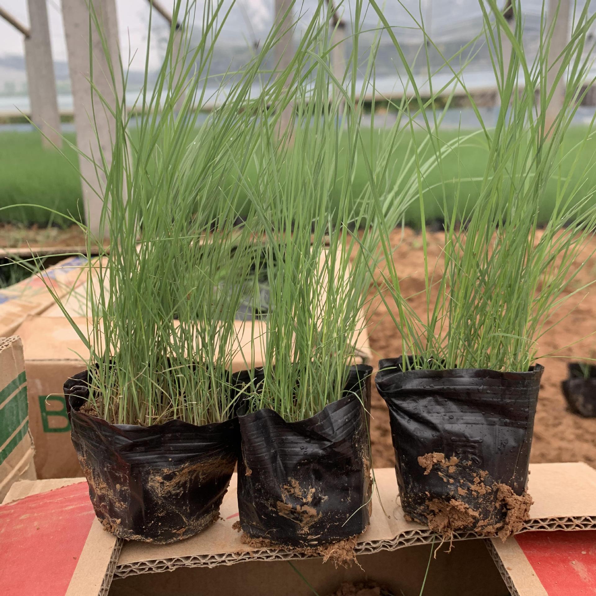 撒种粉黛乱子草花苗供应 芽子多乱子草杯苗 浙江粉黛乱子草小杯苗