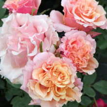 新品切花玫瑰花苗福克斯月季苗庭院阳台盆栽地栽花卉绿植四季开花