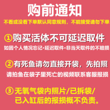 三湖慈鲷鱼马鲷活体鱼非洲王子热带鱼岩栖中小型淡水鱼观赏鱼三野