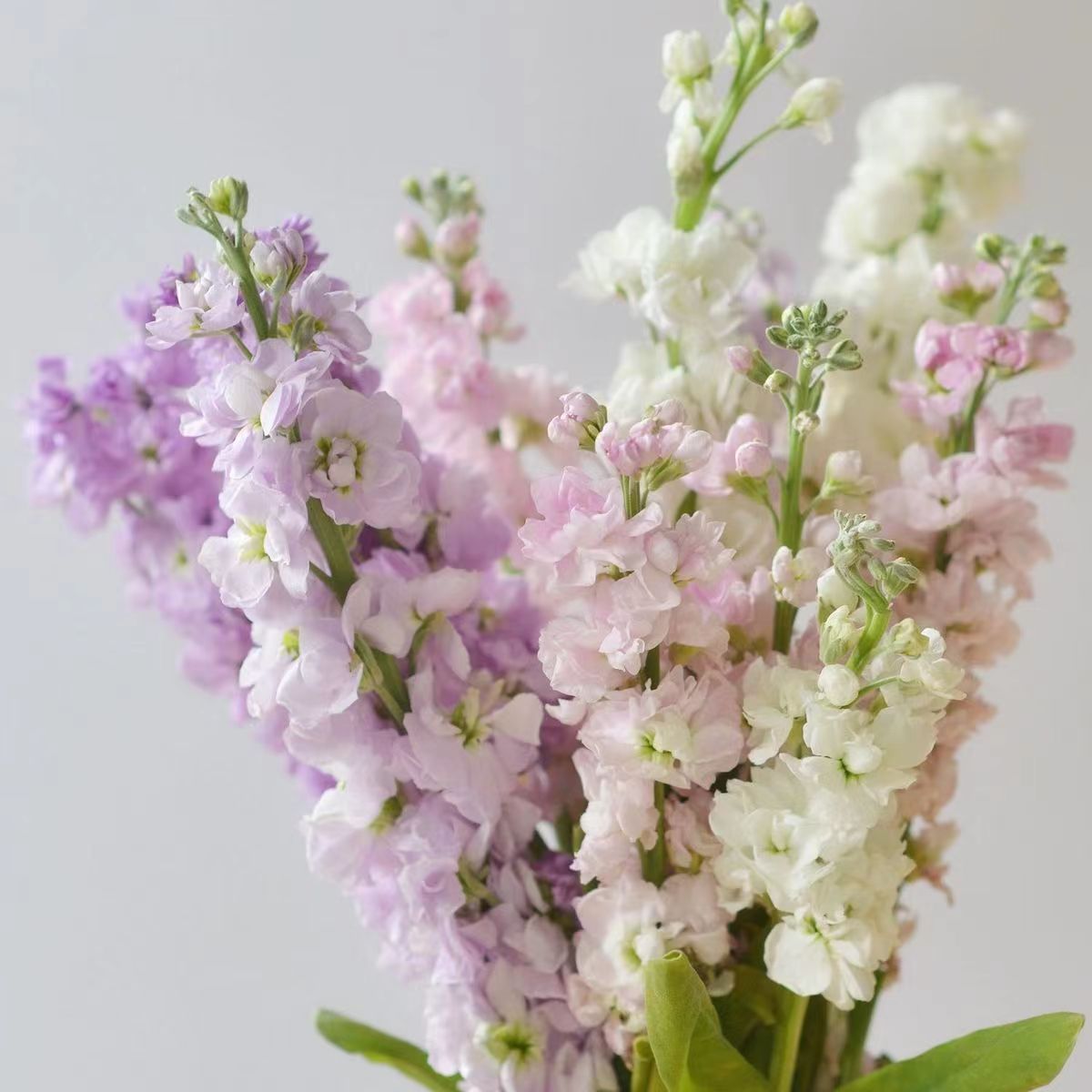 紫罗兰鲜花批发云南昆明鲜花花店婚庆用花水养花插花花束配花搭配