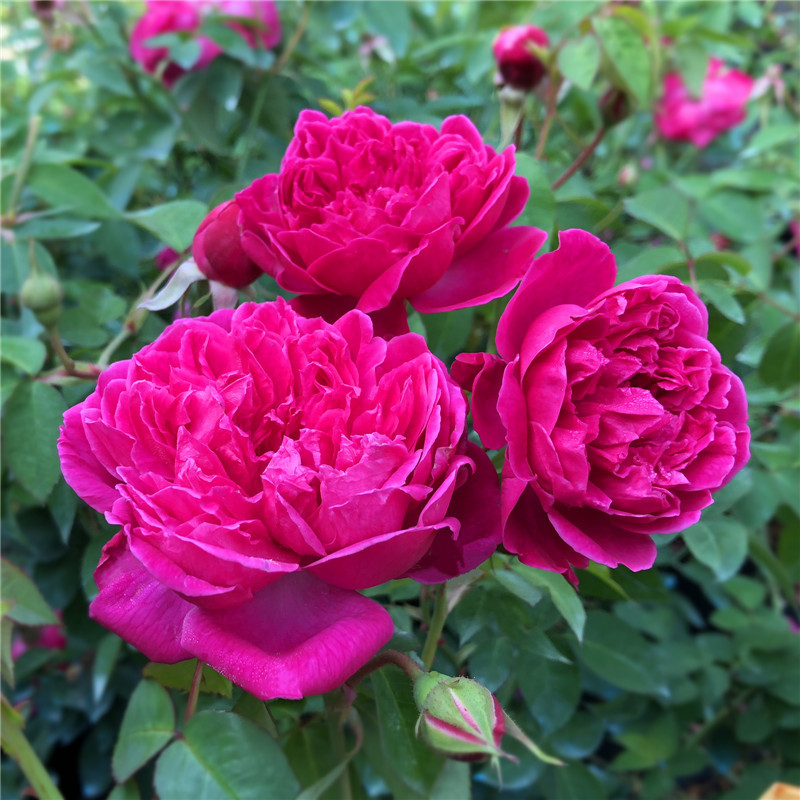 紫燕飞舞 超级浓香经典藤本月季大花中国古老多季开花-许木木月季