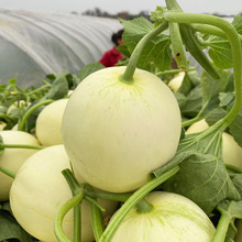 现摘当季云南郁金香小甜瓜高山香瓜应季新鲜时令水果白皮软糯蜜瓜