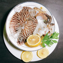 鲜活椰子螺黄螺一只当天海捕油螺木瓜螺新鲜野生黄螺