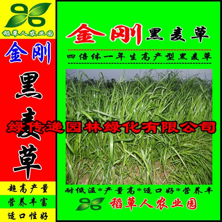 金刚黑麦草种子 四倍体宽叶型南方耐寒牧草籽 猪牛羊鸡鸭鹅鱼鼠兔