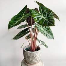 粉龙海芋 Alocasia Pink Dragon 进口室内绿植盆栽热带植物内罗毕