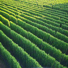 youka直立冬青双面植物墙园林绿化屋顶花园别墅室内装潢办公会展