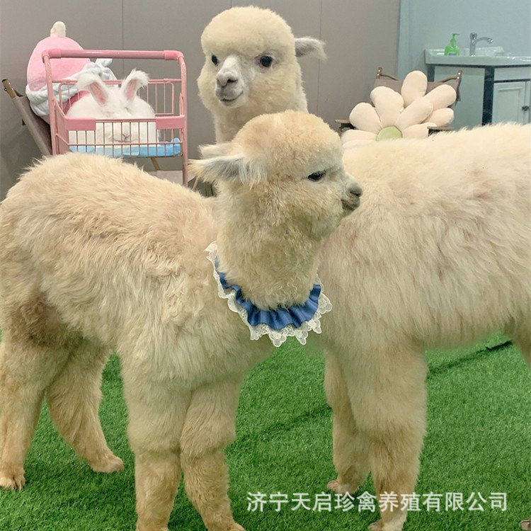 出售宠物小羊驼活体一只多少钱羊驼可以家养吗 羊驼租赁 羊驼回收