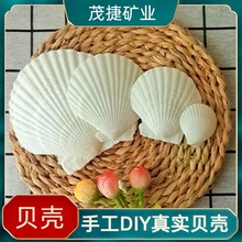 白扇贝壳海螺手工diy涂色绘画画画烧烤寄居蟹彩绘工艺品