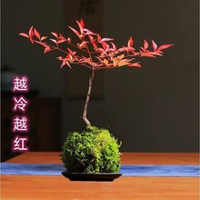 苔玉球苔藓球茉莉花清雅书房茶桌办公室禅意室内绿植盆栽盆景摆件