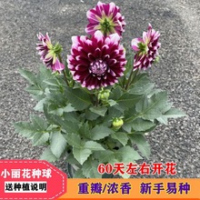 矮生重瓣小丽花种球 小丽花花苗盆栽 小丽花种子室内阳台室外庭院